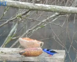 Cyanerpes cyaneus