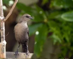 Molothrus bonariensis