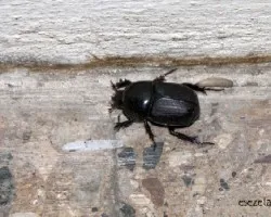 Diloboderus abderus