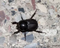 Diloboderus abderus
