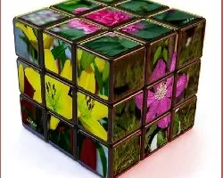 Cubos