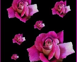 Rosas