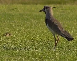 Vanellus chilensis