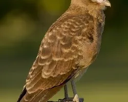 Milvago chimango