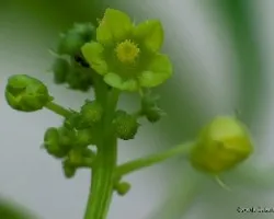 Cyclanthera pedata