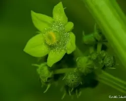 Cyclanthera pedata