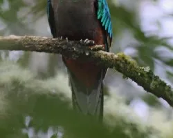 Pharomachrus mocinno