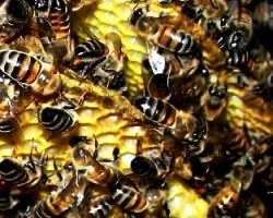 Abejas uruguay