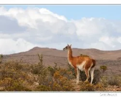 Lama guanicoe