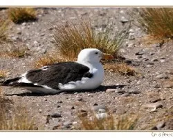 Larus dominicanus