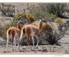 Lama guanicoe
