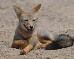 Pseudalopex griseus