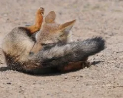 Pseudalopex griseus