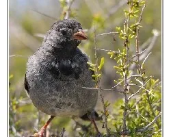 Phrygilus fruticeti