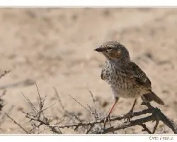 Phrygilus fruticeti