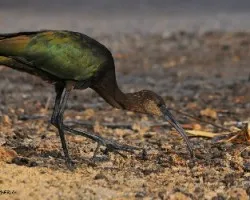 Plegadis chihi