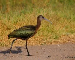 Plegadis chihi