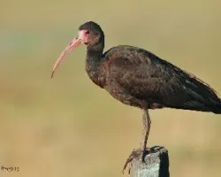 Phimosus infuscatus