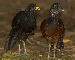 Crax rubra