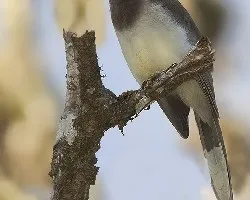 Cyanocorax morio