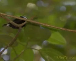 Corapipo altera