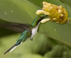 Heliothryx barroti