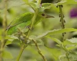 Chlorophanes spiza