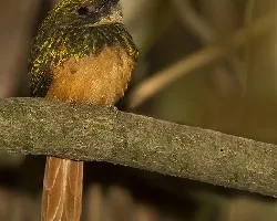 Galbula ruficauda