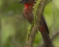 Habia fuscicauda
