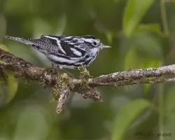 Mniotilta varia