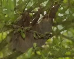 Choloepus hoffmanni