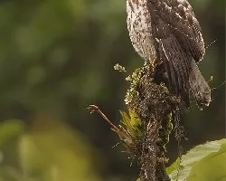 Buteo platypterus