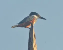 Megaceryle torquata