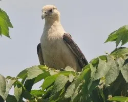 Milvago chimachima