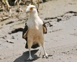 Milvago chimachima