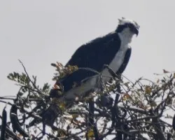 Pandion haliaetus