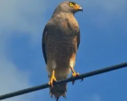 Buteo magnirostris