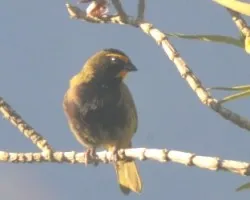 Tiaris olivaceus