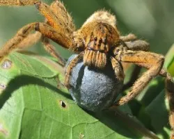 Araña lobo