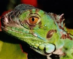 Iguana iguana