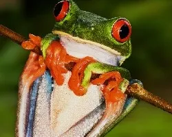 Ranita