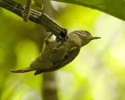 Xenops minutus