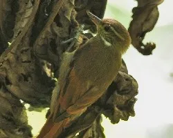 Xenops minutus