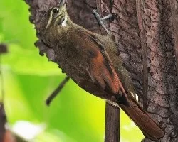 Xenops minutus