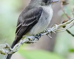 Contopus cinereus