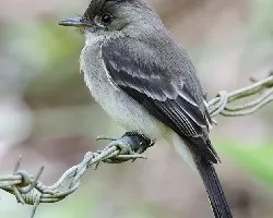 Contopus cinereus