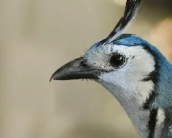 Calocitta formosa