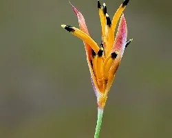 Flor-a