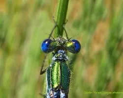 Lestes dryas