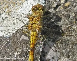 Adonata